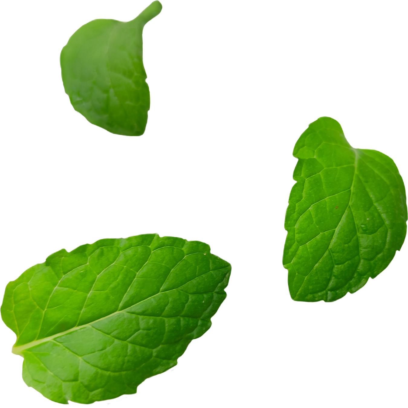 Mint Leaves PNG